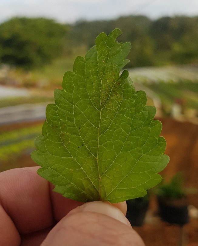 BEMWA Farm景点图片