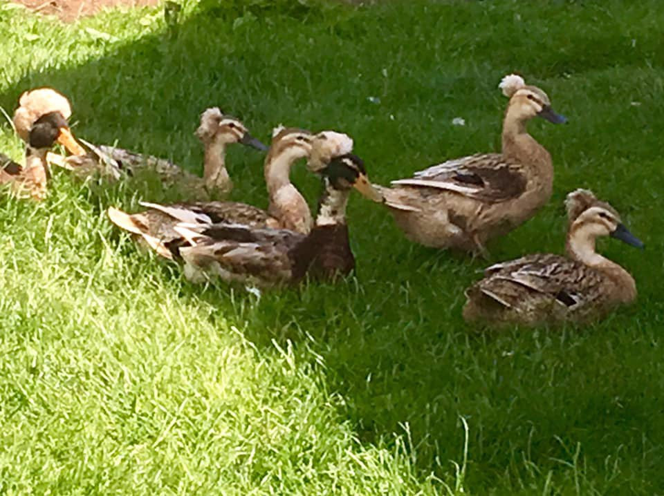 Little Turnberry Farm & Chicken Nest景点图片