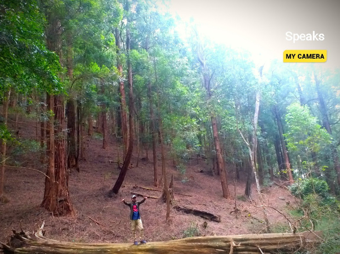 Hiking Bambarakanda to Horton Plains-Ohiya必去景点