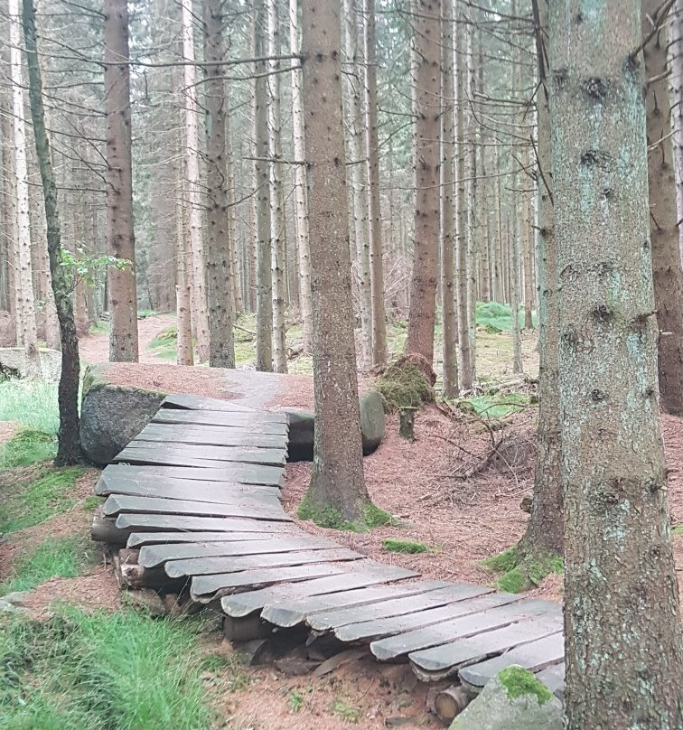 Almindingen Forest-Akirkeby必去景点