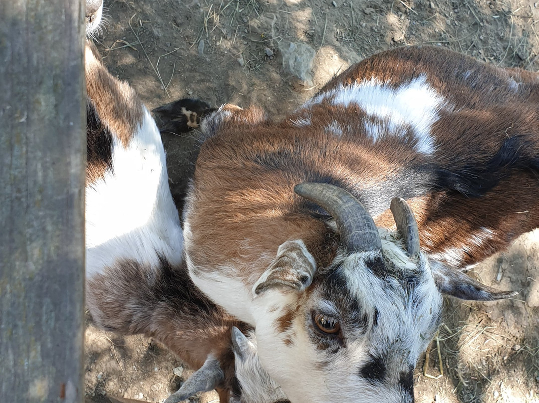 Bergbauernhof Irxner主图