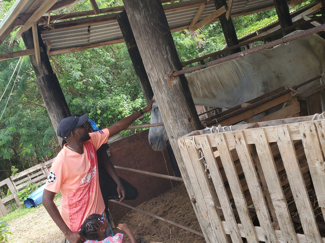 Jah Works Riding Stables-布里奇顿必去景点