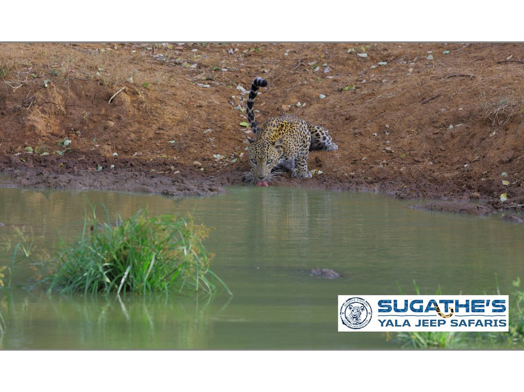 Sugathe's Yala Jeep Safaris景点图片