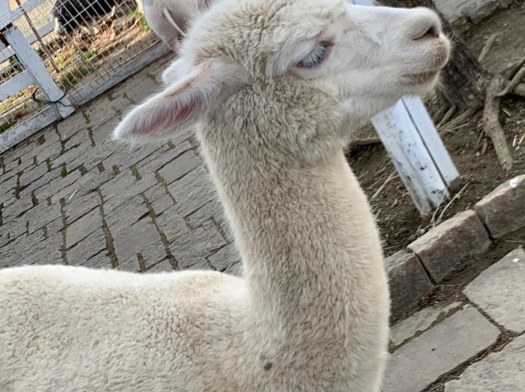 Shiga Blumen Hugel Farm-日野町必去景点