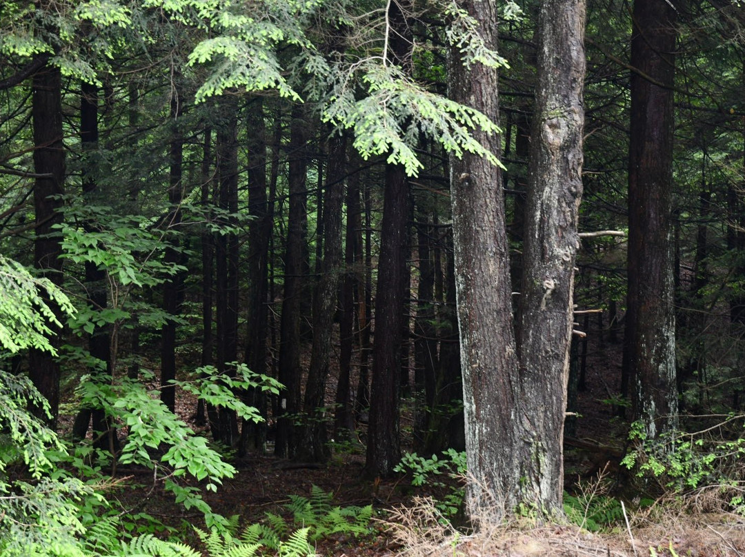 Elk State Park景点图片