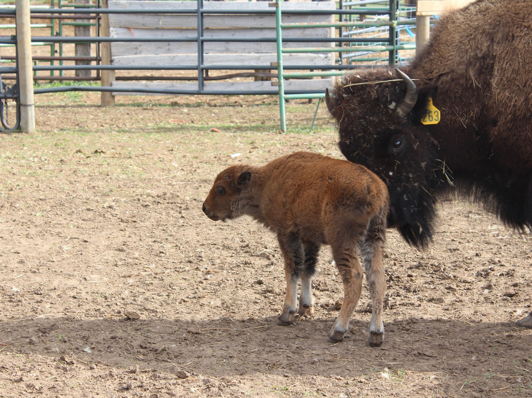 Bella Vista Bison-Elbert必去景点