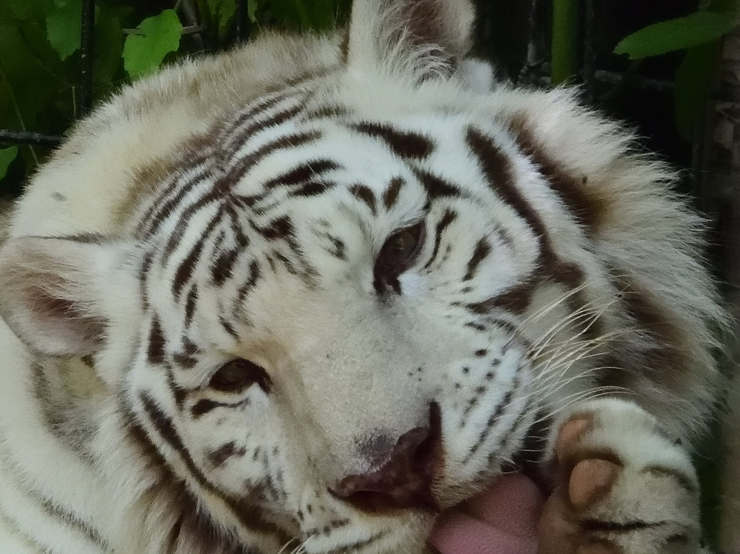 Alexandria Zoological Park景点图片