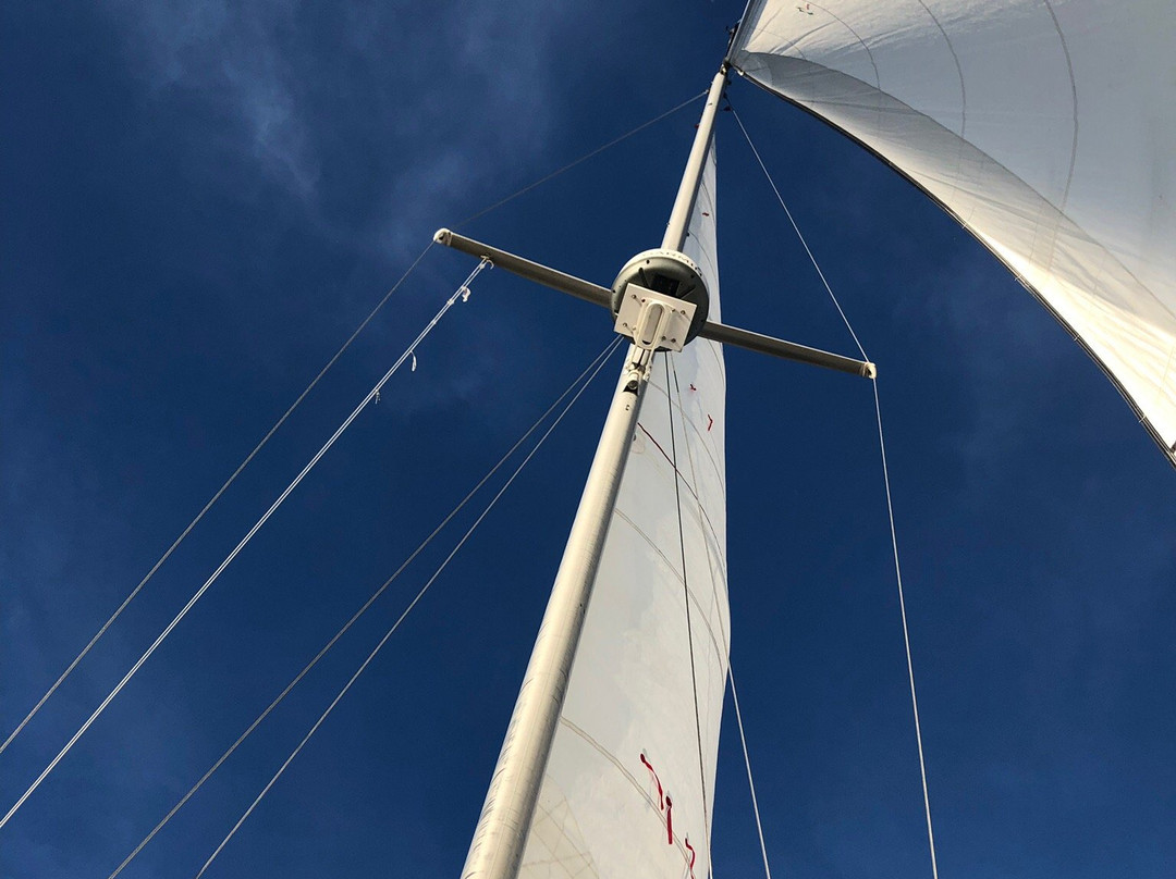 Black Swan Sailing - Day Tour-Kingston必去景点