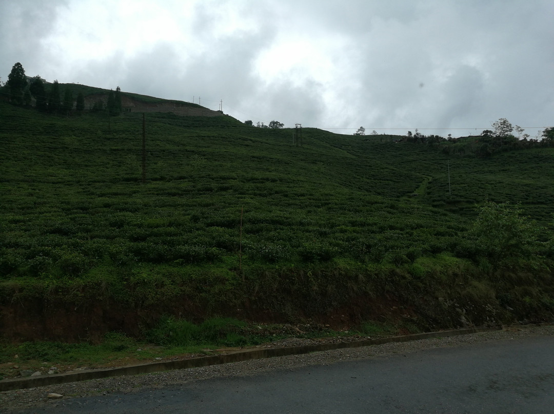 Temi Tea Garden-Temi必去景点