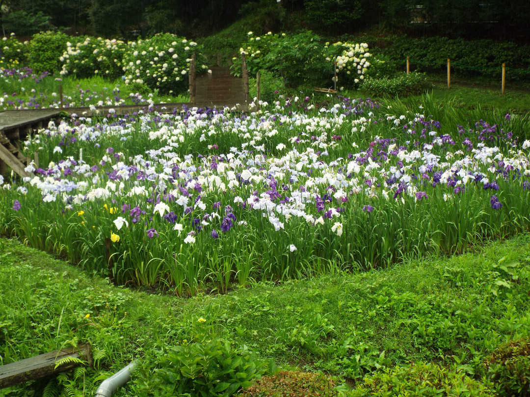 Ninomiya Seseragi Park-二宫町必去景点