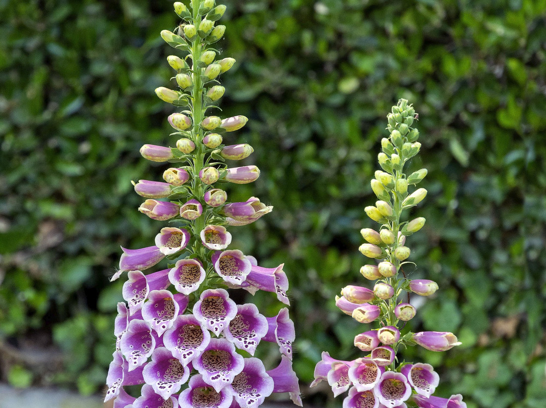 Jardin des Plantes景点图片