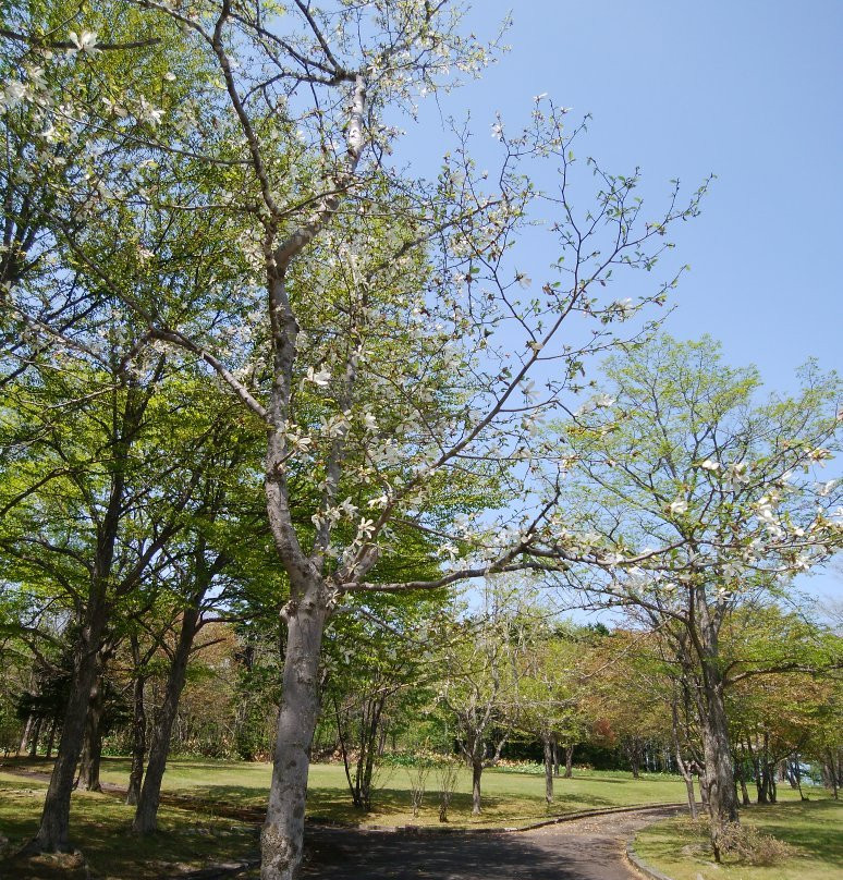 Okoppe Park景点图片