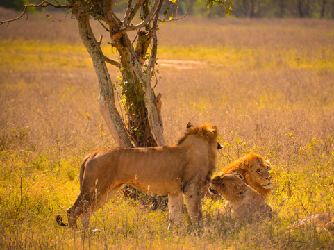 Cats Africa Tours-内罗毕必去景点