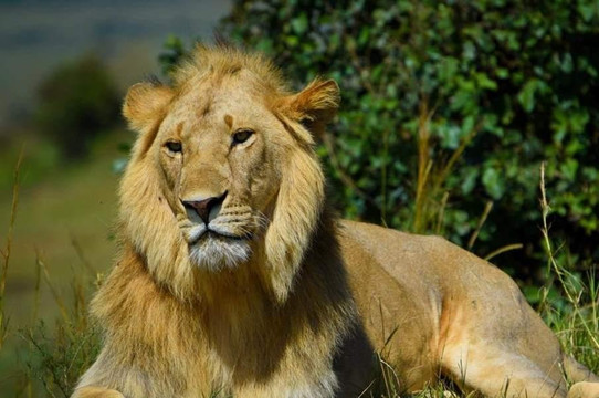 Cats Africa Tours-内罗毕必去景点