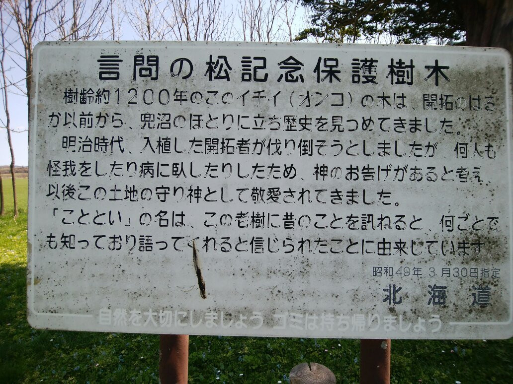 Kototoi no Matsu-丰富町必去景点