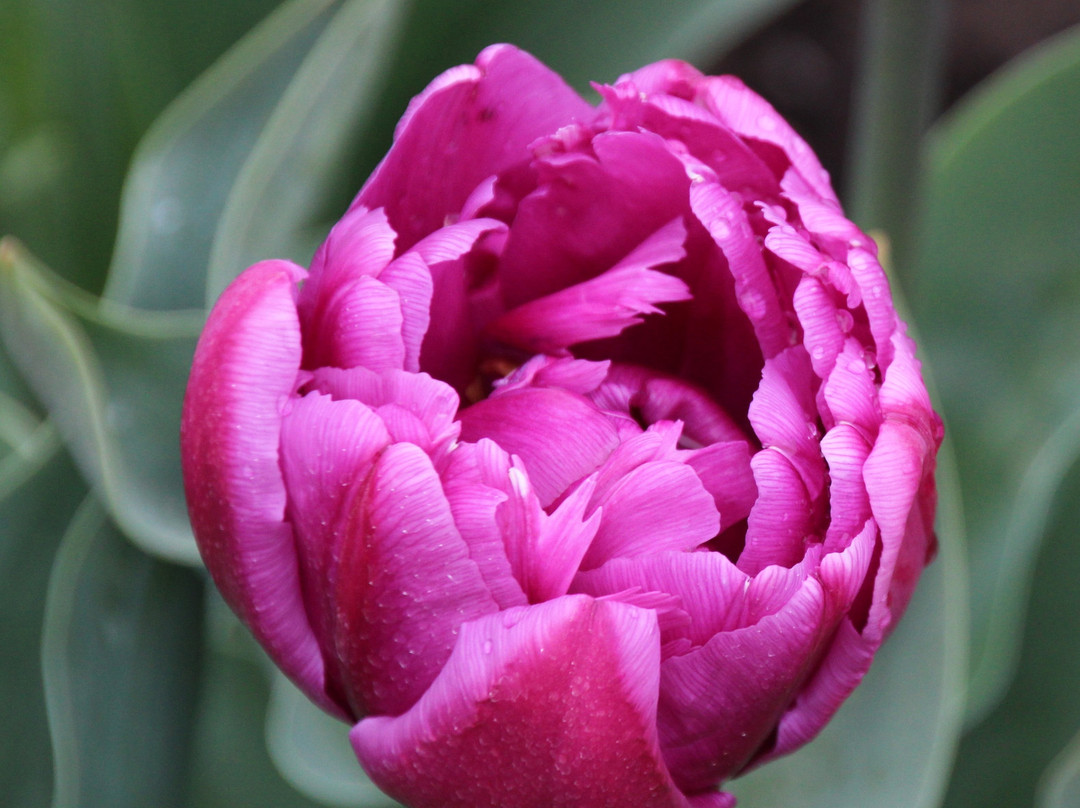 Holland America Bulb Farms景点图片