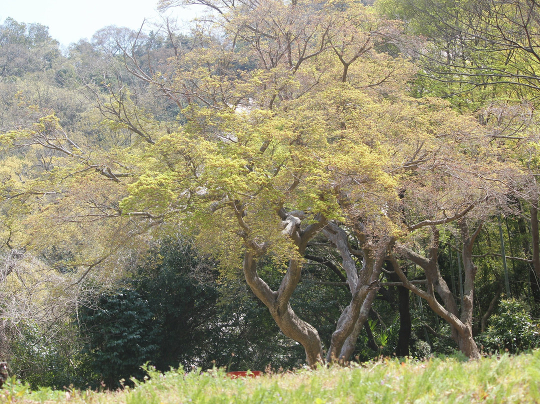 Kanogawa Sakura Park-伊豆之国市必去景点
