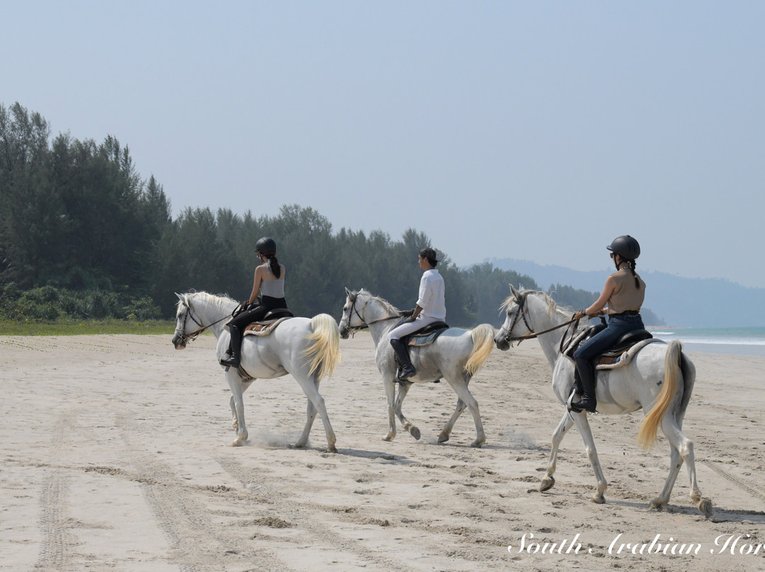 South Arabian Horse Club景点图片