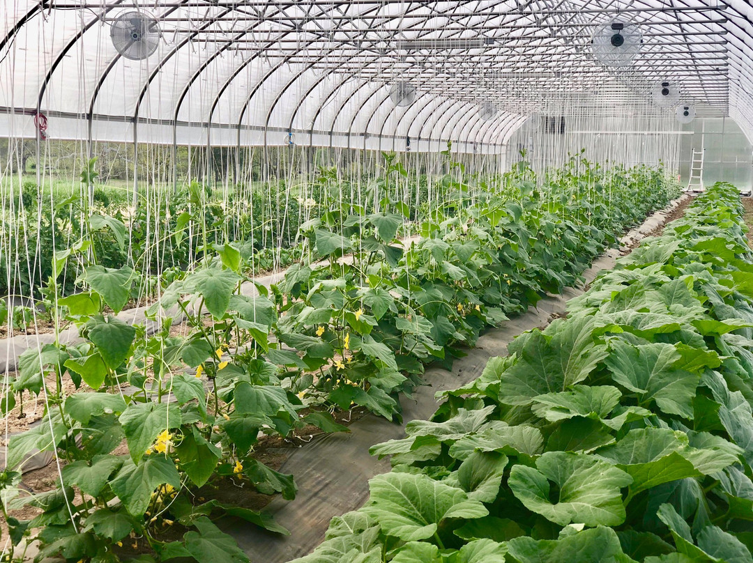 Wardensville Garden Market景点图片