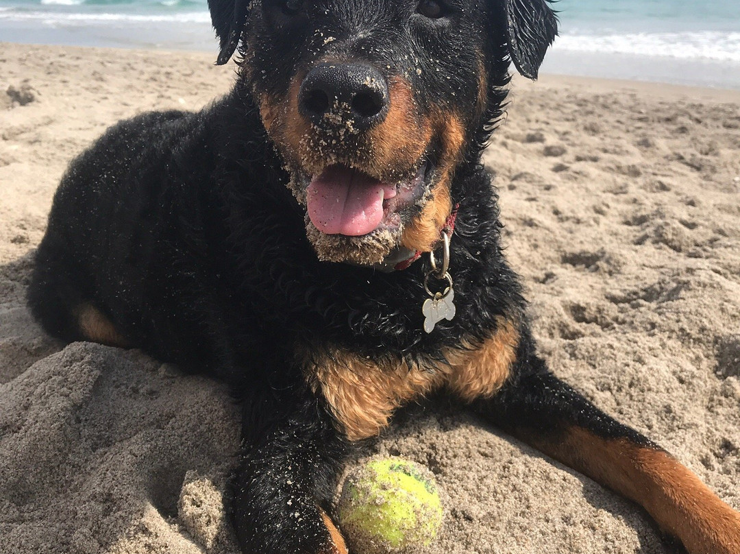 Jupiter Dog Beach-朱庇特必去景点