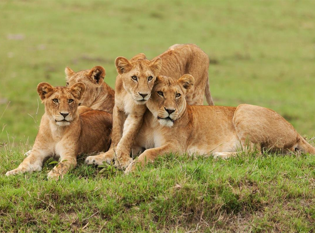 Bigfoot Adventures-Kasese必去景点