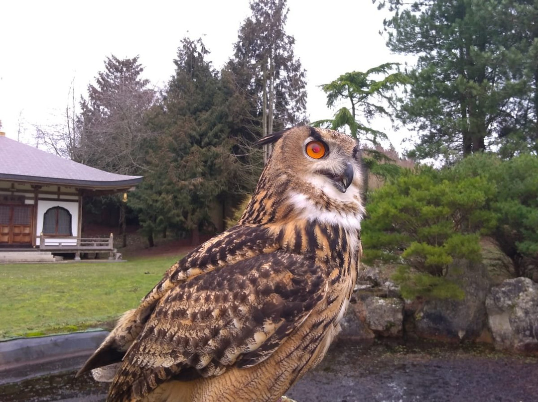 Roedel Falconry-纽伯里必去景点