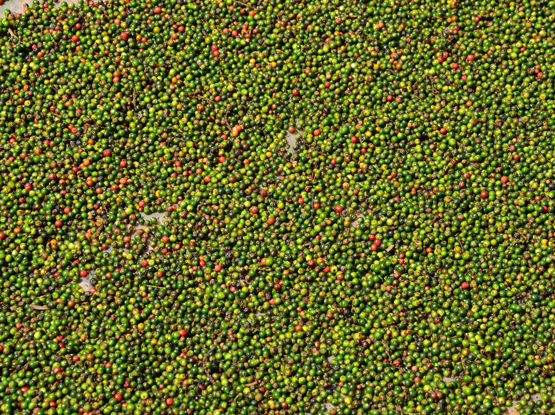 Gingerhill Nest主图