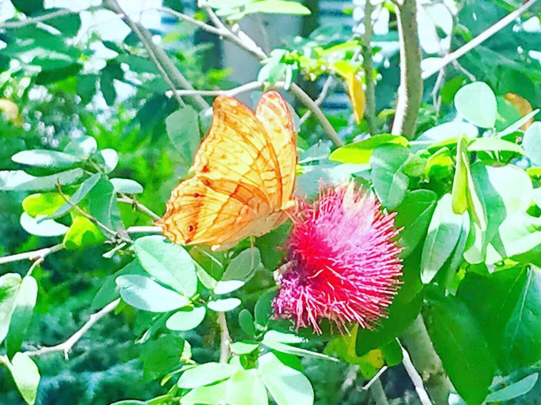 Butterfly Garden景点图片