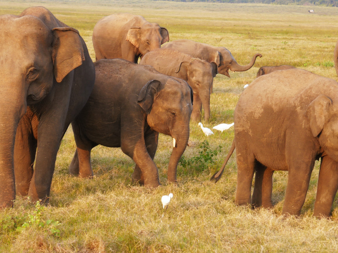 Unseenlanka Tours景点图片