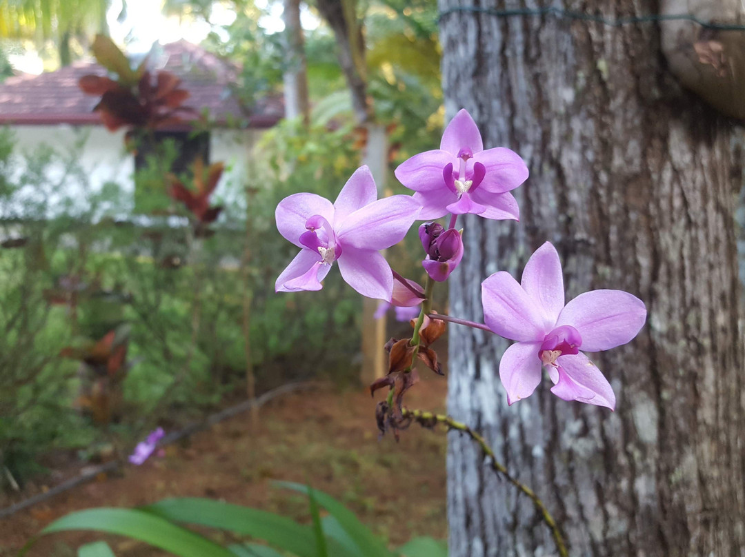 Traumvilla Bentota主图