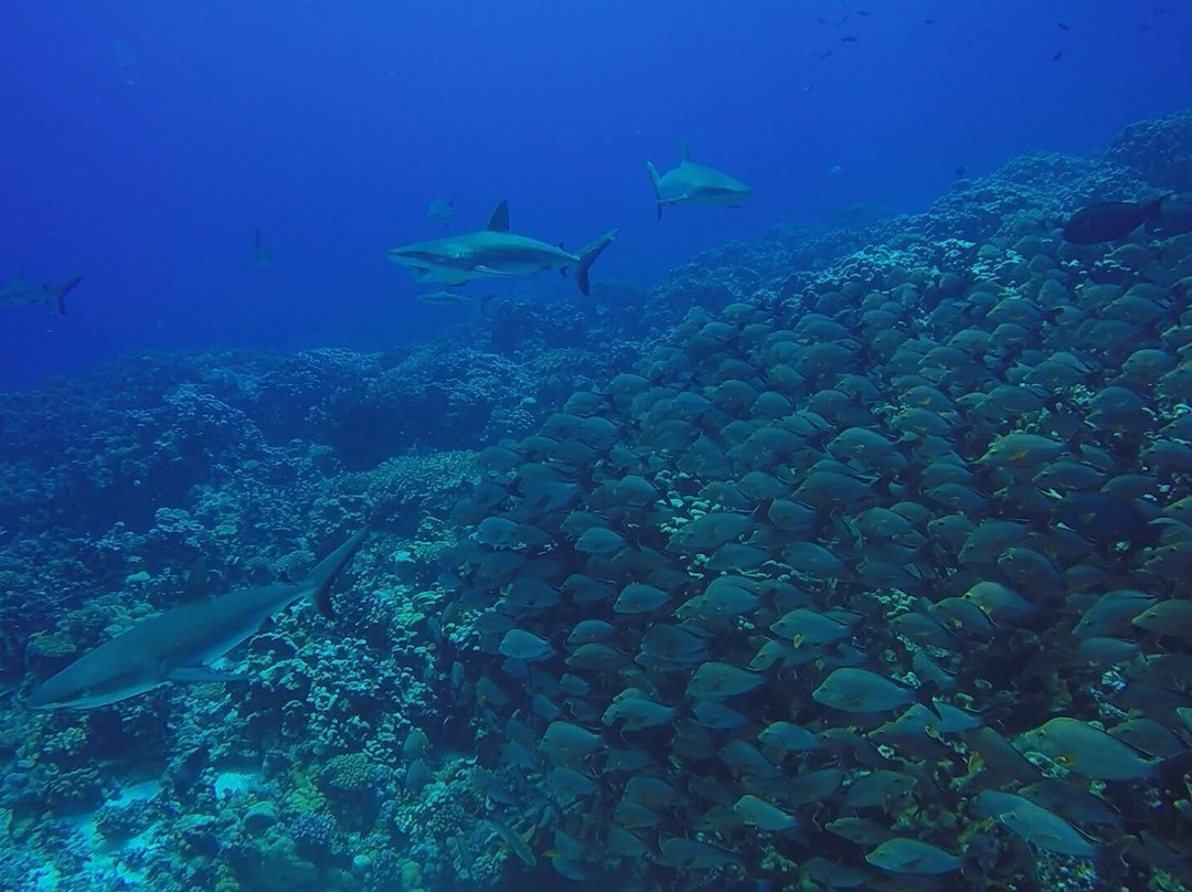 Tetamanu Diving Center景点图片
