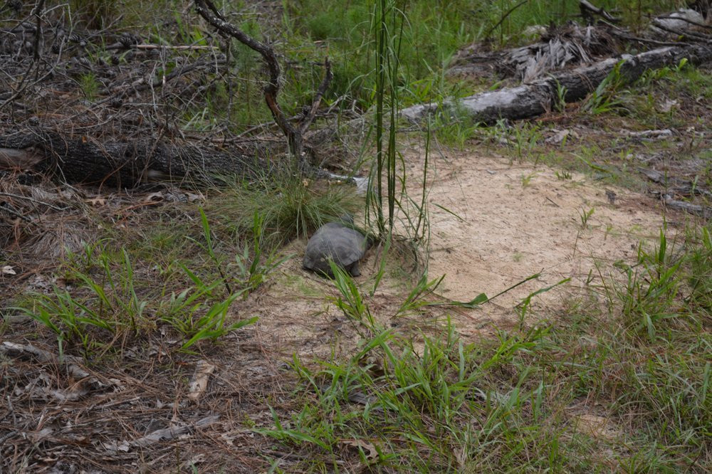 Lower Wekiva River State Preserve-桑福德必去景点