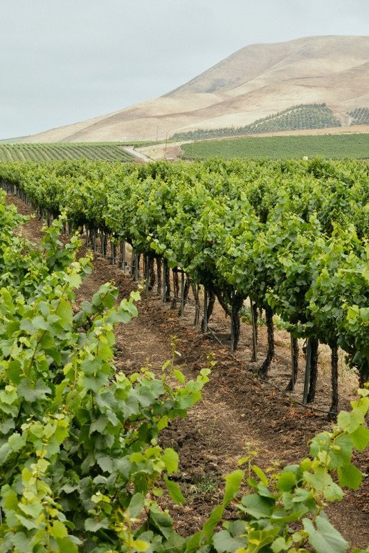 Cambria Estate Winery-圣玛丽亚必去景点