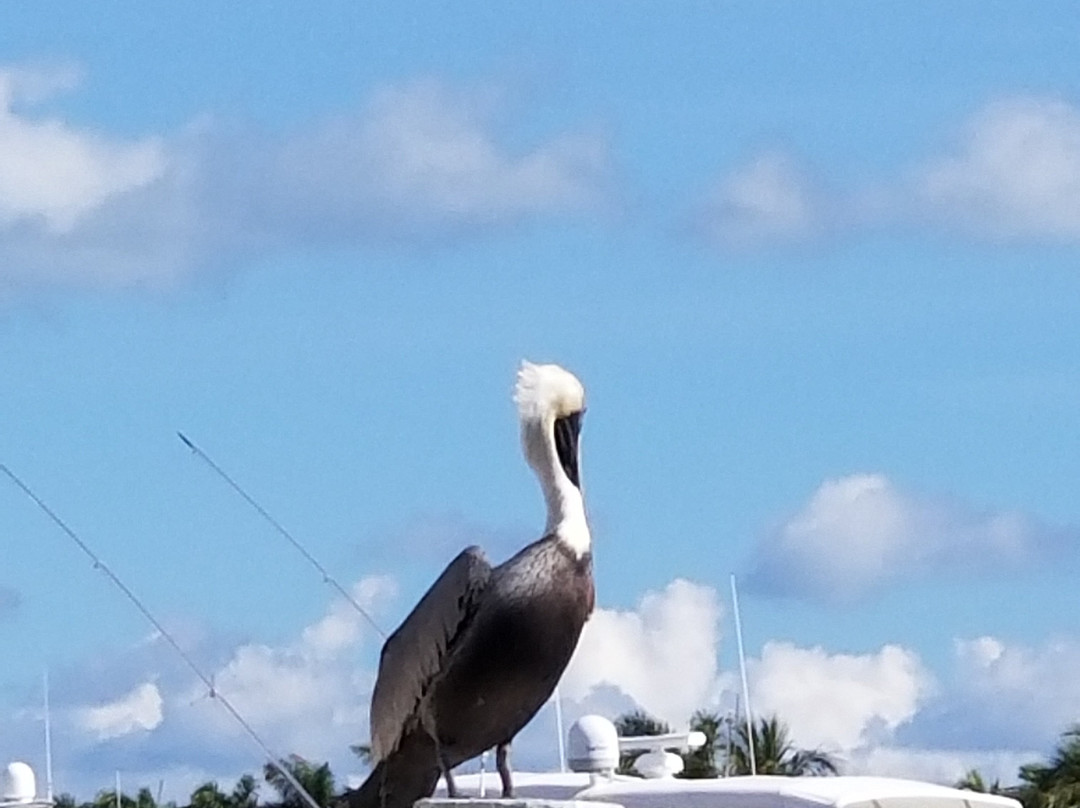 Ocean Reef Club主图