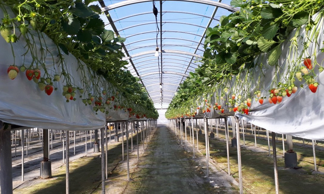 Sawada Farm-半田市必去景点