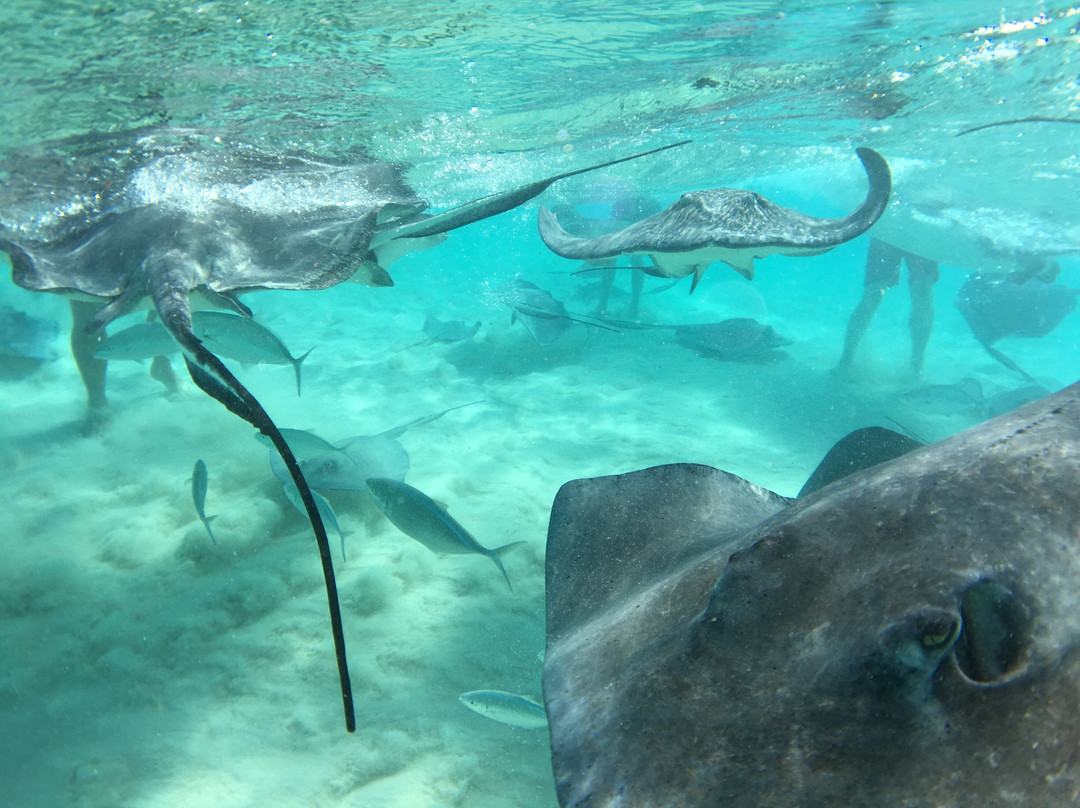Cayman Eco Adventures景点图片