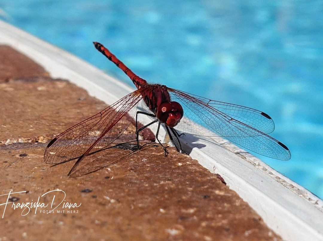 INMO Divers Home主图