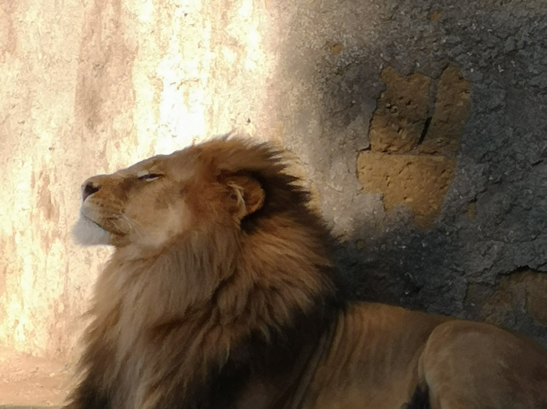 Lo Zoo di Napoli-那不勒斯必去景点