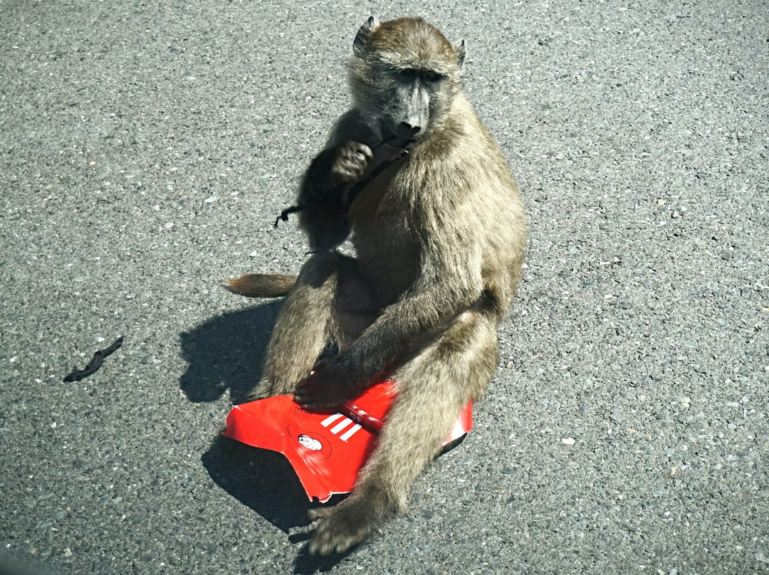 Freedom of the Cape Tours-开普敦中心区必去景点