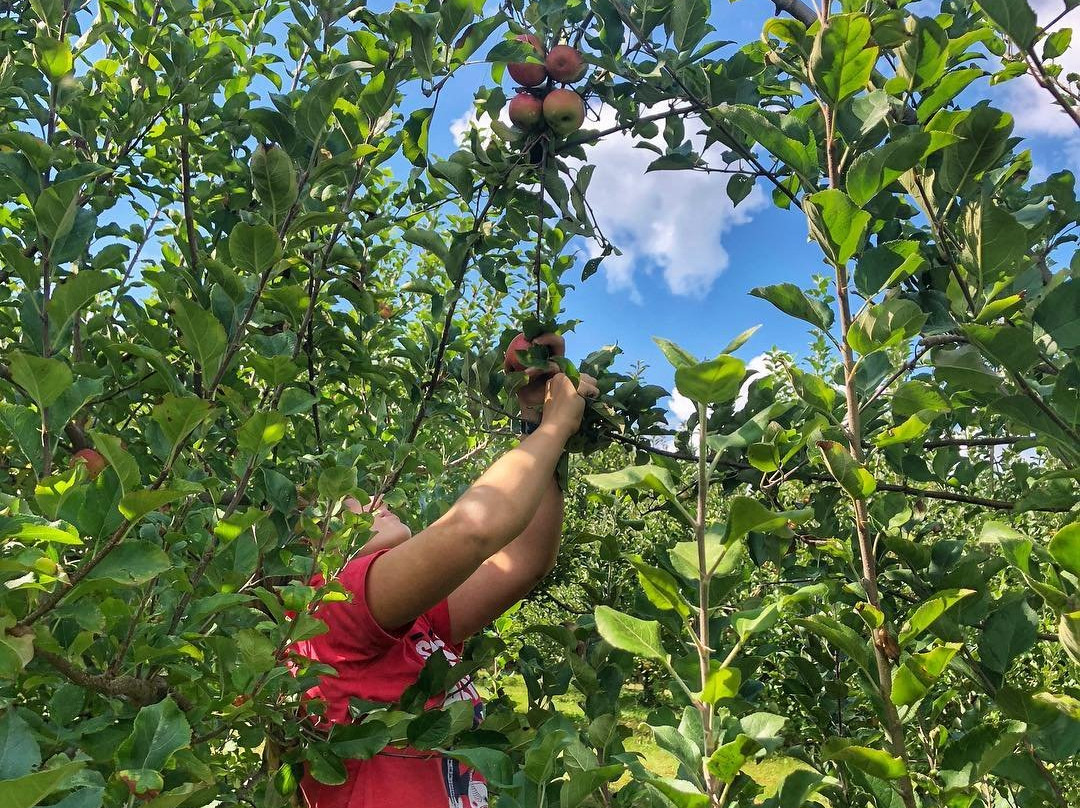 Wheeler’s Orchard & Vineyard-Dunlap必去景点