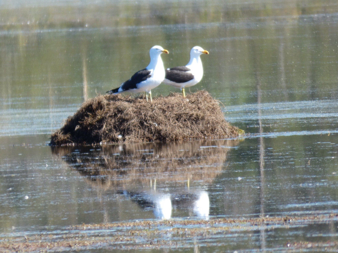 Calverts Lagoon Conservation Area景点图片