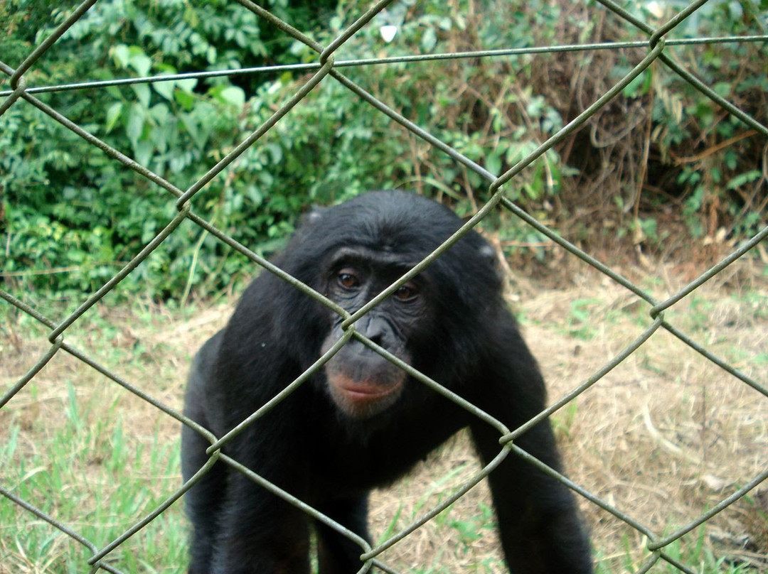 Lola ya Bonobo Sanctuary景点图片