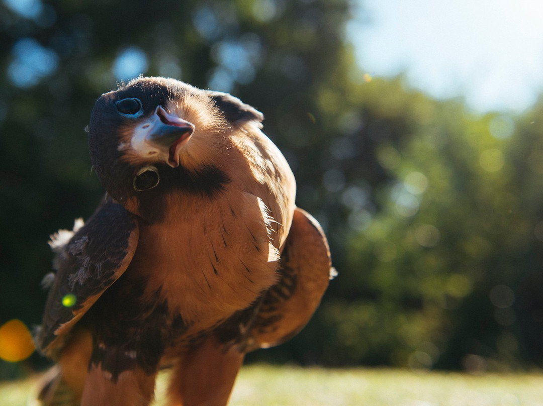 Coda Falconry景点图片