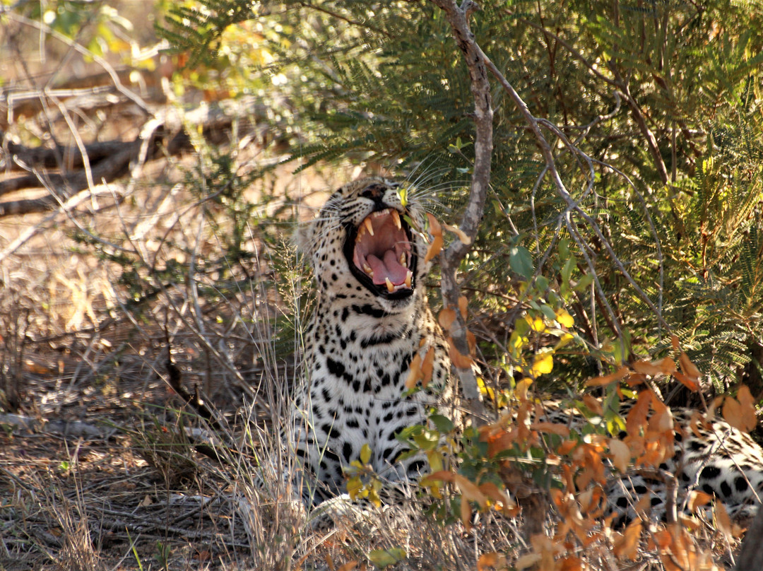 Spurwing Tourism Services-约翰内斯堡必去景点