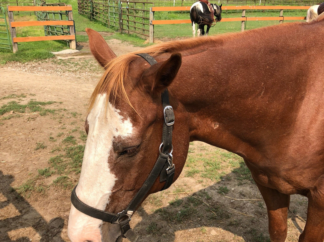 Maybury Riding Stable-诺斯维尔必去景点