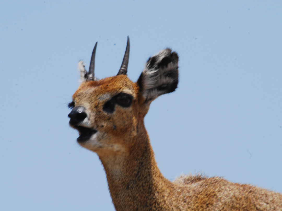 Wildlife Guides of Tanzania景点图片