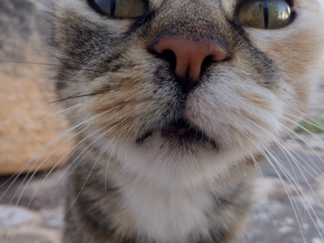 Masseria Brancati主图