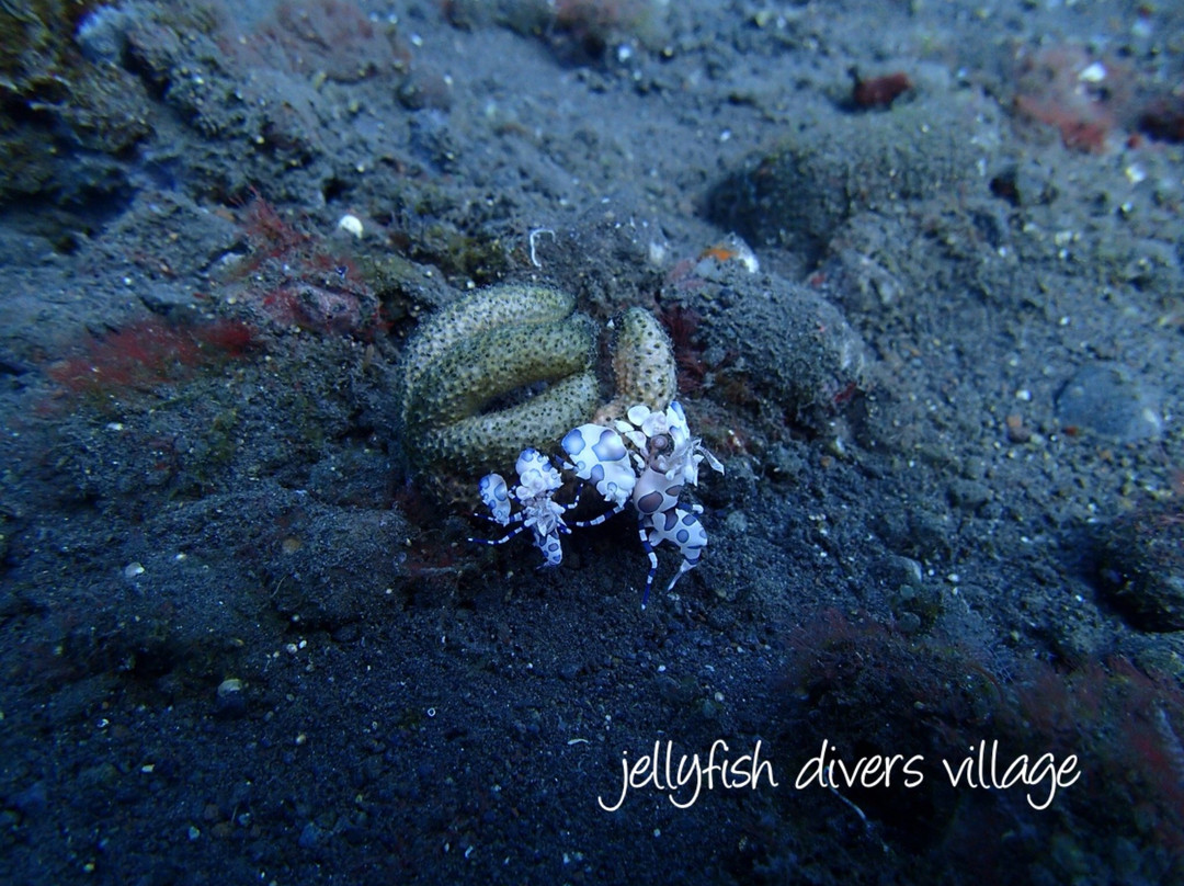 Jellyfish Divers Village景点图片