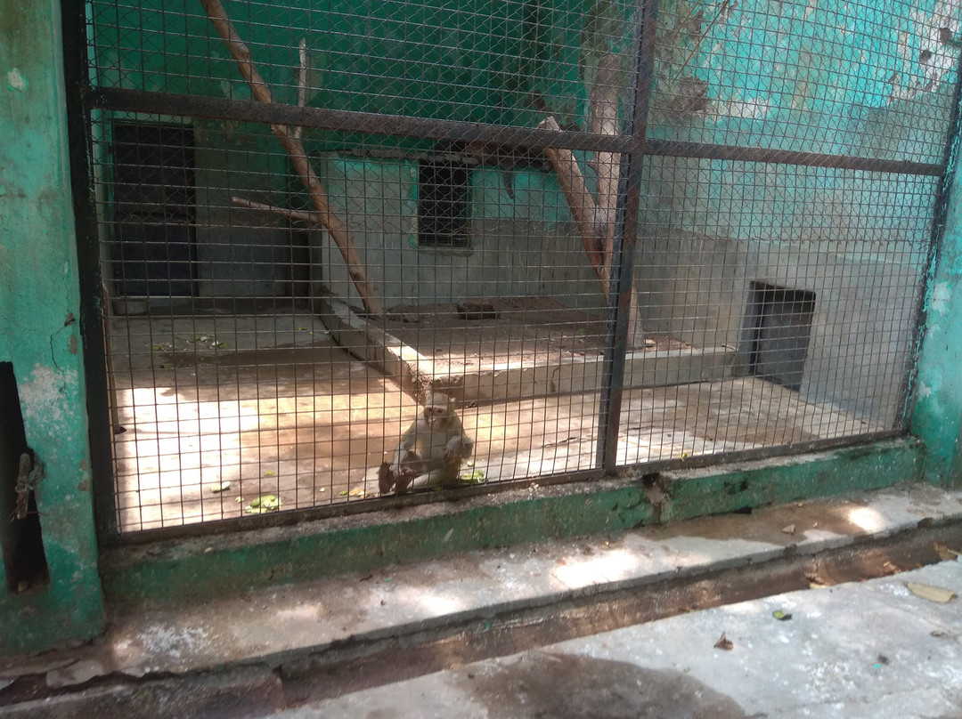 Tata Steel Zoological Park景点图片