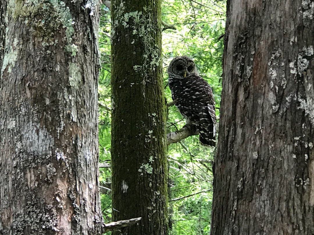 Creole Nature Trail Adventure Point景点图片